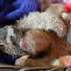 Illustration for article titled Unbelievably Cute Pictures of Rescued Baby Slothsem/emem/em